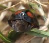 Harmonia axyridis